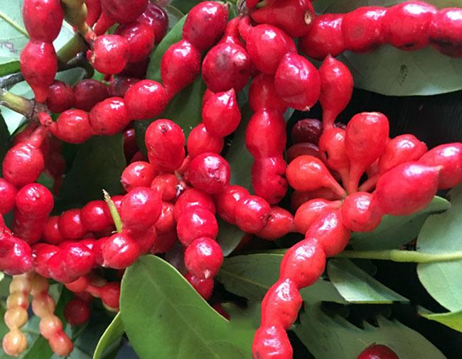 Loại quả nhìn như kẹo hồ lô, là thứ ăn vặt nổi tiếng ở Quảng Ngãi, nó vắng bóng trên chợ mạng và rất khó mua - 5