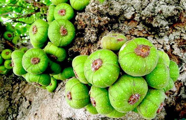 Thứ quả nghe tên đã muốn “né”, ăn xong thì lại thích mê vì ngon và tốt cho sức khỏe, giá 40.000 đồng/kg - 1