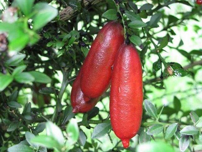 Loại quả bé như ngón tay giá 3 triệu đồng/kg, bên trong nhìn như trứng cá, Việt Nam đã ươm trồng thành công - 5