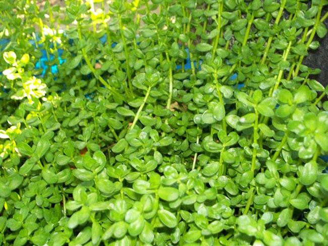 Nó mệnh danh là “rau của trí tuệ”, được dân Thành phố săn lùng vì ngon và tốt cho não bộ, giá 100.000 đồng/kg - 6