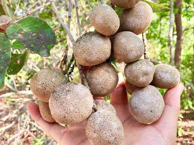 Vỏ ngoài nhìn như bưởi trong trắng như sắn, thứ quả độc đáo và quý hiếm ở Miền Tây, giá 100.000 đồng/kg - 1