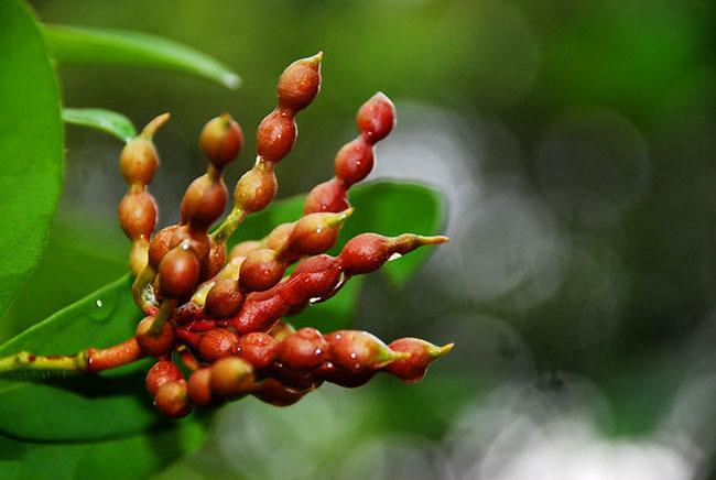 Loại quả nhìn như kẹo hồ lô, là thứ ăn vặt nổi tiếng ở Quảng Ngãi, nó vắng bóng trên chợ mạng và rất khó mua - 3