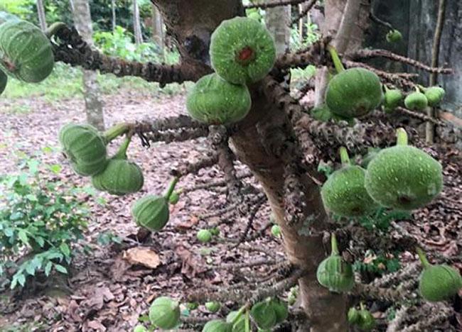 Thứ quả nghe tên đã muốn “né”, ăn xong thì lại thích mê vì ngon và tốt cho sức khỏe, giá 40.000 đồng/kg - 7