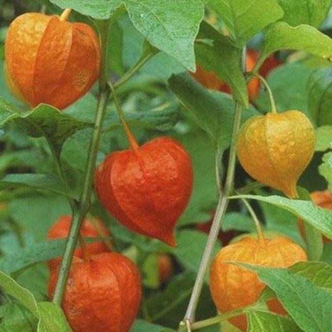 Loại quả có vitamin A cao gấp 8 cà rốt, trước mọc dại chả ai để ý giờ được săn lùng, giá 400.000 đồng/kg - 8