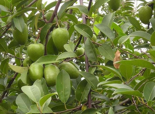 Thứ quả lạ giá 40.000 đồng/kg, thân giống táo ruột giống na, vừa ăn ngon lại có thể làm thuốc - 1
