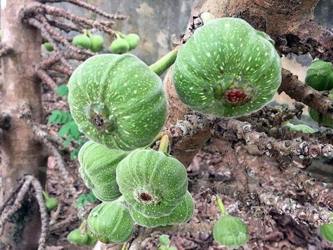 Thứ quả nghe tên đã muốn “né”, ăn xong thì lại thích mê vì ngon và tốt cho sức khỏe, giá 40.000 đồng/kg - 4
