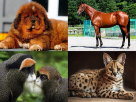 Top 7 thú cưng đắt nhất hành tinh: Chỉ giới siêu giàu mới dám bỏ hơn 1.000 tỷ đồng để sở hữu một con vật nuôi