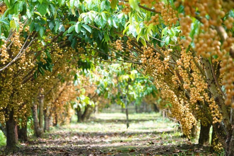 5 vườn trái cây ở Cần Thơ được ví như &#34;thiên đường quả ngọt&#34;, du khách tìm đến đông như trẩy hội - 2