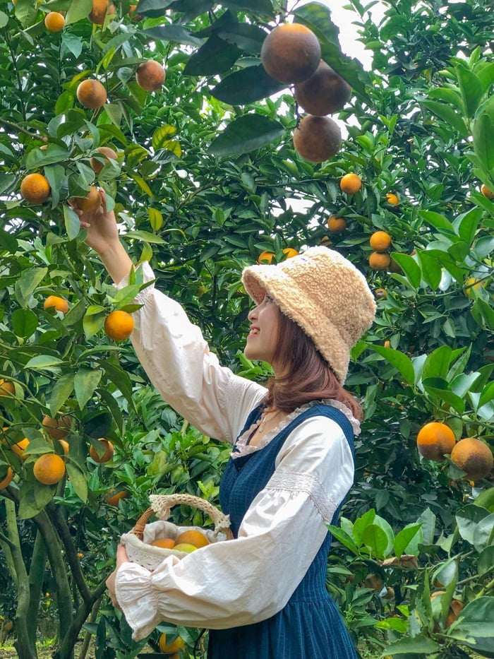 5 vườn trái cây ở Cần Thơ được ví như &#34;thiên đường quả ngọt&#34;, du khách tìm đến đông như trẩy hội - 5