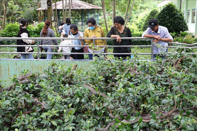 Top 5 địa điểm không thể bỏ qua khi đến Tiền Giang: Check-in với cầu vươn ra biển, tận mắt khám phá “vương quốc rắn&#34; - 4