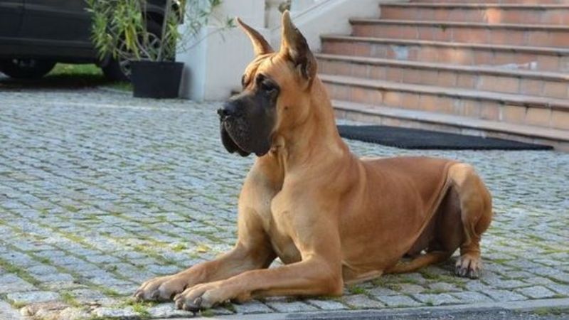 5 giống chó “khổng lồ”, có con nặng gần 150kg, thích hợp làm thú cưng cho giới siêu giàu - 3