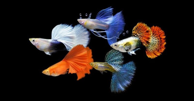 Top 5 thú cưng vừa dễ nuôi vừa tiết kiệm, có loài còn mang đến điềm lành, tài lộc cho gia chủ - 1