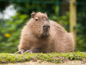 Không cần đến Nam Mỹ, Capybara - "thánh chill" của thế giới động vật đã về đến Thảo cầm viên Sài Gòn