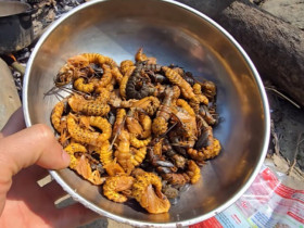 Loài vật khiến ai cũng sợ chết khiếp hóa ra là món ăn biểu tượng vùng Tây Bắc, cực hiếm chỉ dùng để đãi khách quý