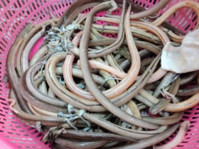Loài cá lạ bề ngoài khiến nhiều người khiếp sợ lại là đặc sản Thanh Hóa, giá tiền triệu mà vẫn tấp nập người tìm mua