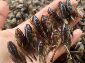 Loài vật khiến nhiều người "rợn tóc gáy" lại là đặc sản Sơn La, chỉ người sành ăn thì thấy ngon còn không chạy mất dép
