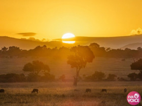 Cuộc phiêu lưu ở Maasai Mara: Ngắm hoàng hôn rực rỡ và đàn thú hoang dã trong lòng thiên nhiên
