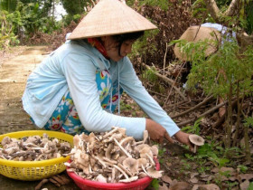 Thứ "lộc trời cho" giúp người Quảng Trị kiếm tiền triệu mỗi ngày: Cực hiếm lại thơm ngon bổ dưỡng, người mua tranh nhau từng rổ