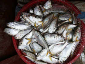 Loài cá lạ chỉ có ở Hưng Yên, cứ vào mùa là chị em đổ xô lùng mua vì cực ngon béo mà giá thì rẻ