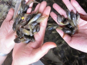 Loài vật nhìn "nổi da gà" lại là đặc sản ở Thanh Hóa, chuyên dùng đãi khách quý