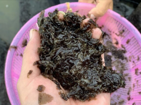 Thứ xưa chỉ nhà nghèo ăn nay thành đặc sản miền Trung, giá đến 200.000 đồng/kg khách vẫn lũ lượt mua