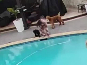Video chú chó đẩy chủ xuống hồ bơi trở thành hiện tượng mạng xã hội