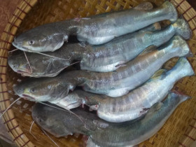 Loài cá có cái tên "nguy hiểm" là đặc sản Cà Mau: Đánh bắt cực khó, ăn thử một lần là mê liền