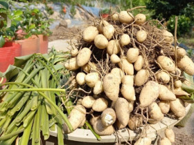"Báu vật dưới lòng đất" có tên lạ, mỗi năm thu hoạch 1 lần, là món ăn tuổi thơ của người miền Tây nay trở thành đặc sản