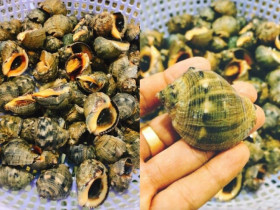 Loài ốc có tên của một loại gia vị quen thuộc, hình thù kỳ lạ ít ai biết, chỉ hấp thôi đã thành món ngon hết sẩy 