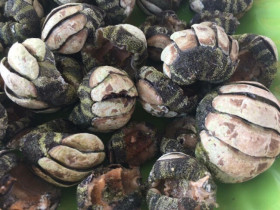 Loài có vẻ ngoài nhìn "rợn tóc gáy" nhưng là đặc sản hiếm có khó tìm, chỉ người sành ăn mới biết là gì