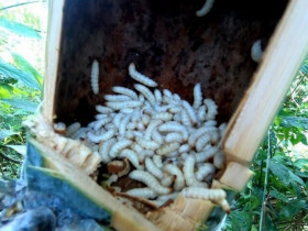 Loài vật khiến nhiều người sợ "khiếp vía" lại là đặc sản cực hiếm, vị giòn béo ngậy giá tới 700.000 đồng