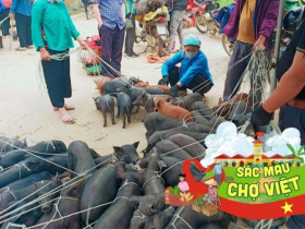 Phiên chợ độc nhất ở Lào Cao nằm giữa lưng trời, bán toàn đồ lạ khó nơi nào có