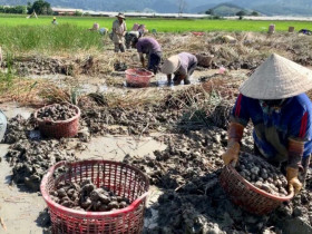 "Lộc trời" mọc dưới bùn xưa chẳng ai ăn, nay thành đặc sản dân thành phố lùng mua, giá đến 80.000 đồng/kg