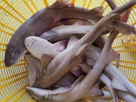 Loài cá như "thủy quái" ở Quảng Bình khiến nhiều người "chạy mất dép" lại là đặc sản cực hiếm, chỉ dùng đãi khách quý