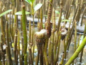 Loài vật cực hiếm ở Đồng Nai chỉ ăn lá cây, vị ngon như hải sản cao cấp, giá đến 400.000 đồng/kg