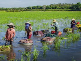 "Lộc trời ban" xưa chỉ bỏ đi, giờ thành đặc sản, bán giá "cắt cổ" vẫn có ào ạt người mua