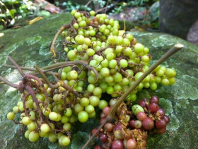 "Lộc trời" xưa mọc đầy rừng không ai hái, nay là đặc sản chị em lùng mua, giá cực cao vẫn hết hàng vèo vèo