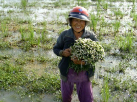 Thứ cỏ dại đầy dưới bùn xưa không ai thèm hái nay là đặc sản giòn ngon lại tốt cho sức khỏe