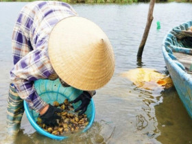 “Lộc trời” từ dưới bùn được mệnh danh là “vàng đen”, vị ngọt gây nghiện mà còn cực bổ dưỡng