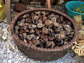 Thứ "lộc trời" chui ra từ hốc đá là đặc sản cực hiếm ở Hòa Bình, bán đắt như "tôm tươi", có tiền chưa chắc đã mua được