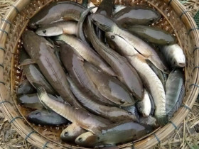 Loài cá xưa chỉ dành tiến vua, giờ thành đặc sản quý hiếm, giá vài trăm nghìn đồng/kg mà ai cũng đổ xô săn lùng 