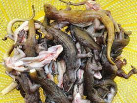 Loài vật vẻ ngoài khiến ai cũng rợn người là đặc sản chỉ có ở Tây Ninh, làm mồi nhậu thì hết chỗ chê