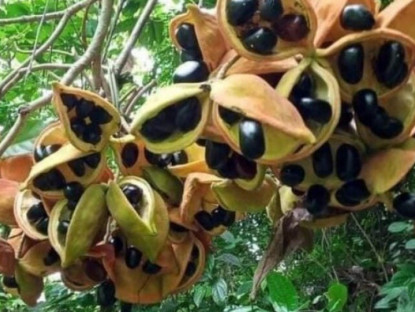 Thứ "lộc trời" xưa chỉ dân nghèo ăn, nay thành đặc sản thơm béo khiến chị em thành phố đua nhau săn lùng