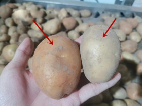 Mua khoai tây đừng chỉ dựa vào kích thước, hãy phân biệt “khoai bở và khoai giòn”, chọn đúng loại, món ăn mới chuẩn vị thơm ngon