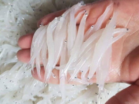 Loài cá “cả năm chỉ xuất hiện một lần”, từng bị chê nhỏ xíu không đáng ăn giờ thành đặc sản được săn lùng, có tiền chưa chắc mua được