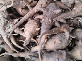 Thứ củ độc chết người lại là đặc sản chỉ có ở Hà Giang, nấu thành món cháo thơm ngon lại siêu bổ dưỡng