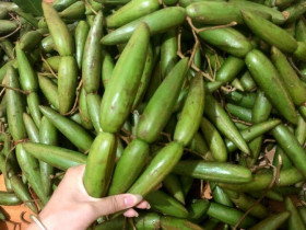 Quả dại rụng đầy trên rừng không ai hái nay "lên đời" thành thứ quả "xa xỉ", dân thành phố đua nhau lùng mua bằng được