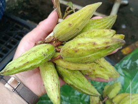 Thứ quả vừa chua vừa chát xưa chỉ vứt đi nay lại được lòng chị em, 100.000 đồng/kg vẫn đua nhau tìm mua