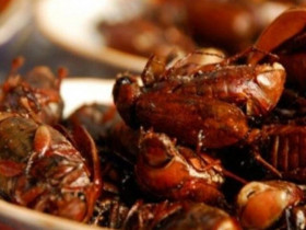“Đặc sản từ lòng đất” chỉ có vào mùa mưa nhìn thôi đã khiếp sợ nay khiến thực khách tò mò, giá 300.000 đồng/kg