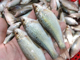 Loài cá tên lạ xưa bị chê bai nay thành đặc sản ăn một lần là mê, ngon hơn cả "mâm cao cỗ đầy"
